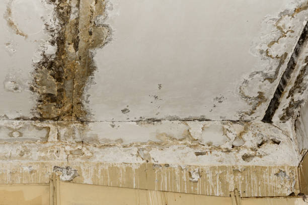 Best Basement Mold Removal  in Senoia, GA